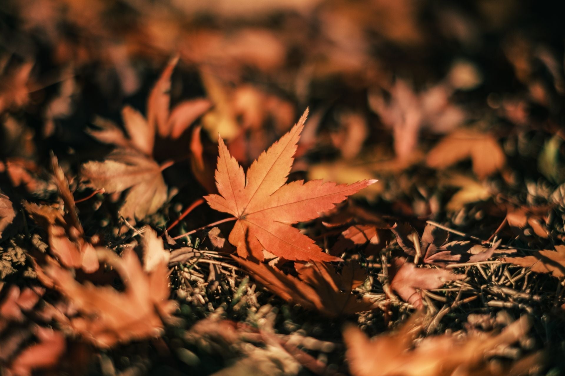 Transitioning Your Thermostat for the Fall
